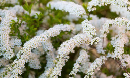 Спирея серая - Spiraea ×cinerea