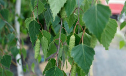 Берёза плакучая - Betula pendula