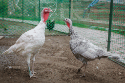 Индейка домашняя — Meleagris gallopavo