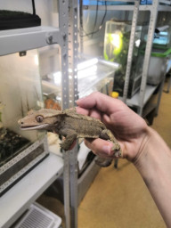 Геккон реснитчатый (бананоед) новокаледонский – Correlophus ciliatus