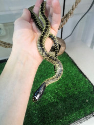 Змея королевская великолепная– Lampropeltis splendida