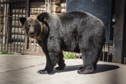Медведь бурый – Ursus arctos