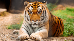 Тигр амурский – Panthera tigris altaica