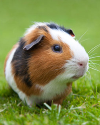 Свинка морская  – Cavia porcellus