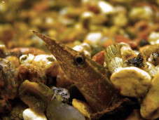 Макрогнатус глазчатый – Macrognathus aculeatus 1