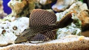 Птеригоплихт парчовый – Pterygoplichthys gibbiceps 1