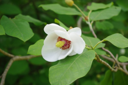 Орех айлантолистный - Juglans ailanthifolia 1