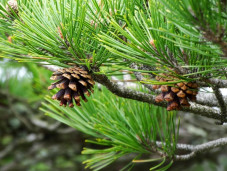 Сосна густоцветковая (могильная) - Pinus densiflora 1