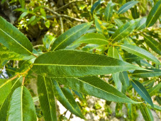 Ива ломкая - Salix fragilis 1