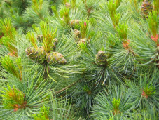 Стланик кедровый - Pinus pumila 1