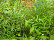 Ива сахалинская - Salix sachalinensis 1