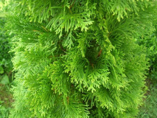 Туя западная «Смарагд»  - Thuja occidentalis «Smaragd» 1