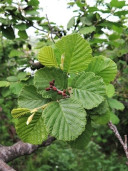 Ольха волосистая - Alnus hirsuta 1