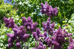 Сирень обыкновенная - Syringa vulgaris 1