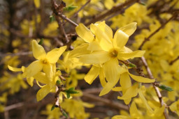 Форзиция яйцевидная сортовая - Forsythia ovata 1