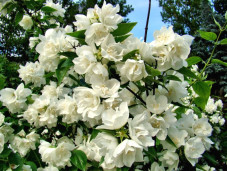 Чубушник венечный - Philadelphus coronarius 1