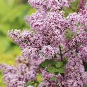 Сирень Мейера - Syringa meyeri 1