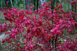 Бересклет тёмно-багряный - Euonymus atropurpureus 1