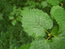 Берёза плосколистная - Betula platyphylla 1