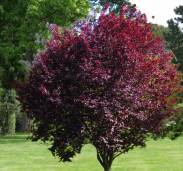 Слива растопыренная «Нигра» - Prunus cerasifera «Nigra» 1
