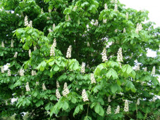 Каштан конский обыкновенный - Aesculus hippocastanum 1