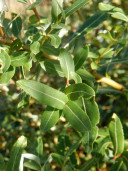 Ива цельнолистная Пендула - Salix integra Pendula 1