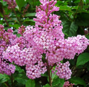 Сирень венгерская - Syringa josikaea 1