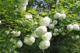 Калина обыкновенная Бульденеж  - Viburnum opulus Boule de Neige 1