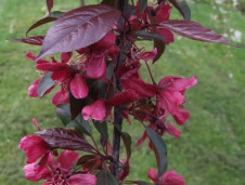 Яблоня пурпурная - Malus purpurea 1