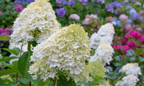 Гортензия метельчатая сортовая - Hydrangea paniculata Siebold 1
