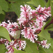 Сирень юньнаньская - Syringa yunnanensis Franch 1
