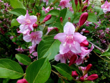 Вейгела ранняя - Weigela praecox 1