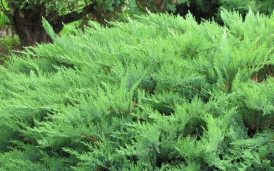 Можжевельник казацкий - Juniperus sabina 1