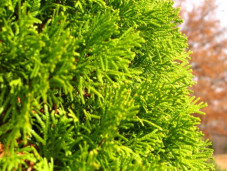 Туя западная «Globosa» - Thuja occidentalis 1