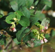 Снежноягодник белый - Symphoricarpos albus 1