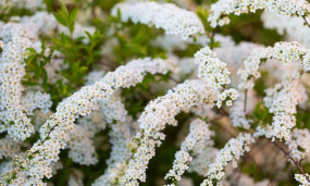 Спирея серая - Spiraea ×cinerea 1