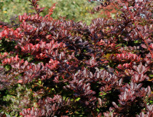 Барбарис Тунберга - Berberis thunbergii 1