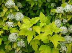 Пузыреплодник калинолистный зеленовато-желтолистный сорт - Physocarpus opulifolius 1