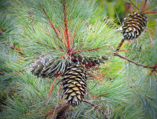 Сосна корейская - Pinus koraiensis 1