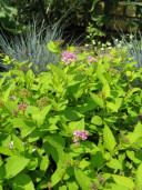 Спирея японская - Spiraea japonica 1