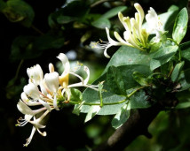 Жимолость ложнозолотистая - Lonicera × pseudochrysantha 1
