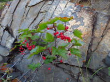 Смородина широколистная - Ribes latifolium 1