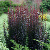 Барбарис Тунберга колонновидный сорт - Berberis thunbergii 1