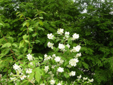 Чебушник Гордона колумбийский - Philadelphus gordonianus 1