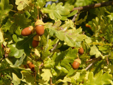 Дуб черешчатый - Quercus robur 1