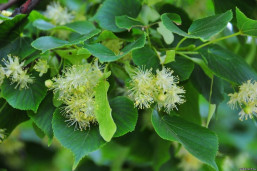 Липа sp. - Tilia sp. 1