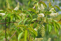 Черёмуха обыкновенная - Prunus padus 1