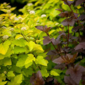 Пузыреплодник калинолистный сорт Luteus - Physocarpus opulifolius Luteus 1