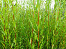 Ива пурпурная белопятнистый сорт - Salix purpurea 1
