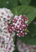 Спирея Фрича - Spiraea fritschiana 1